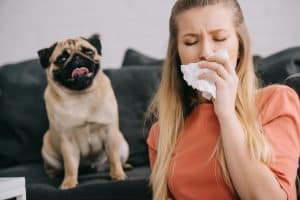 pet allergies