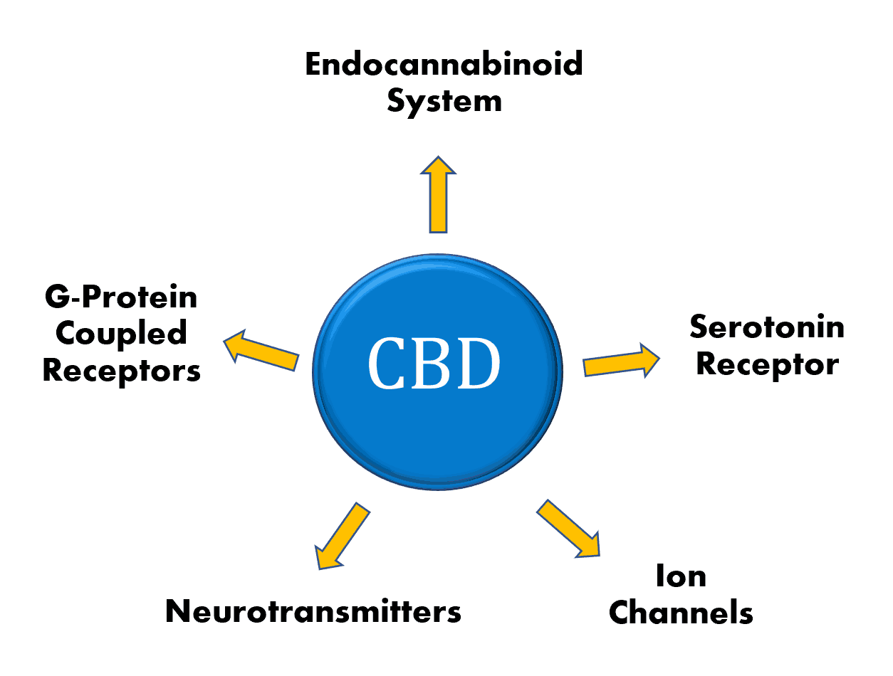 how does CBD oil work