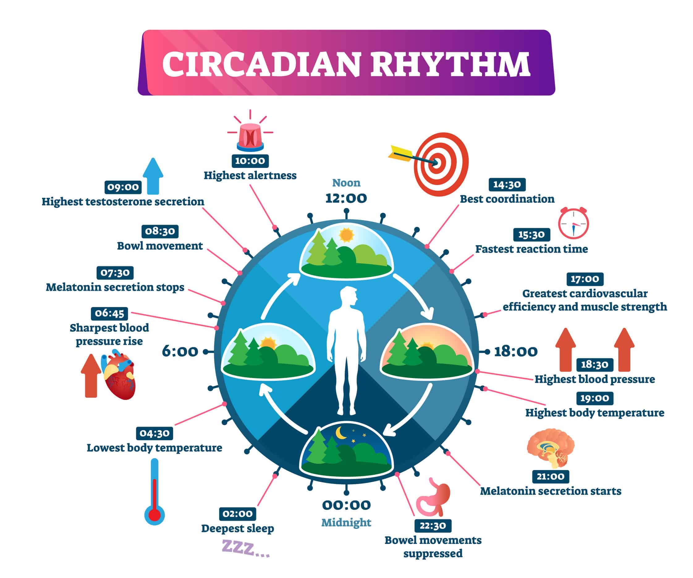 Circadian rhythm health