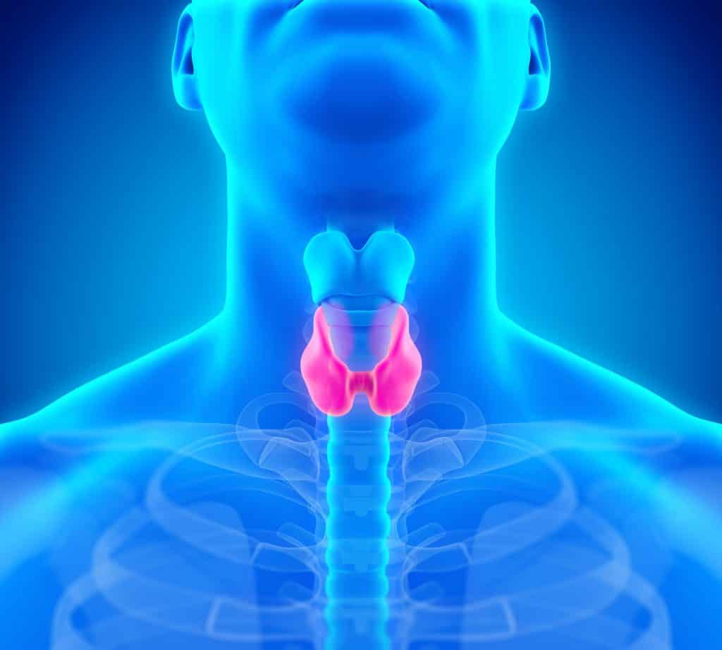 Function of the Thyroid Gland 