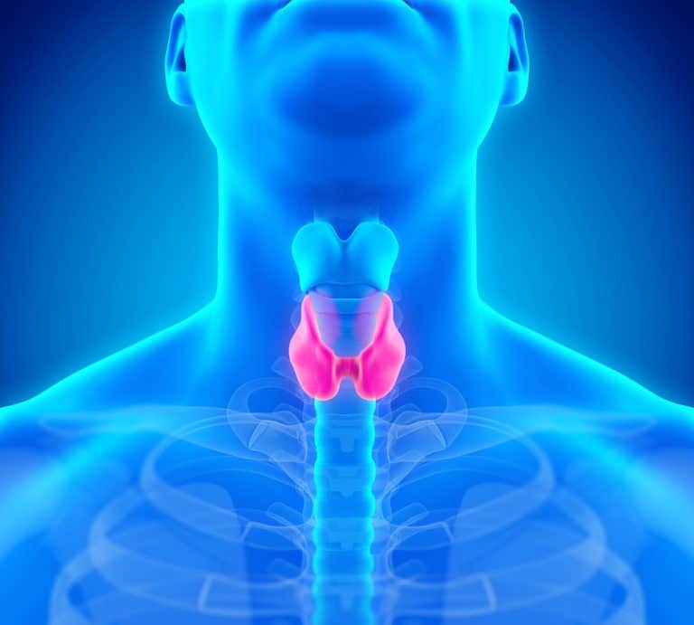 Function of the Thyroid Gland - Overview, Problems, Symptoms, Treatment