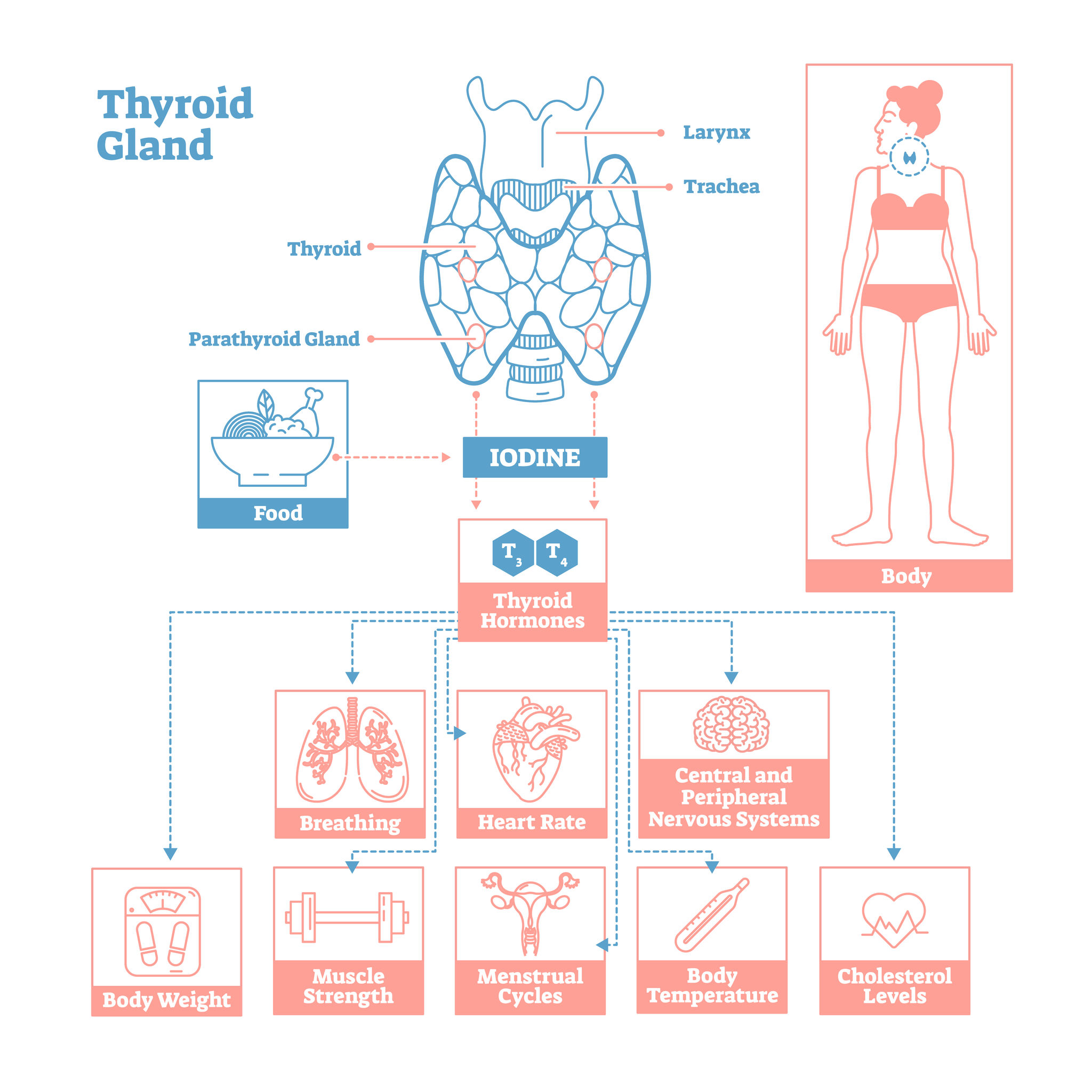 Connection Between Your Thyroid and Weight - Problems Causing Weight ...