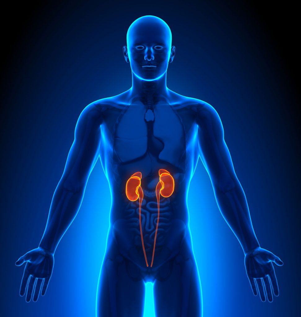 How Diabetes Affects Your Kidneys