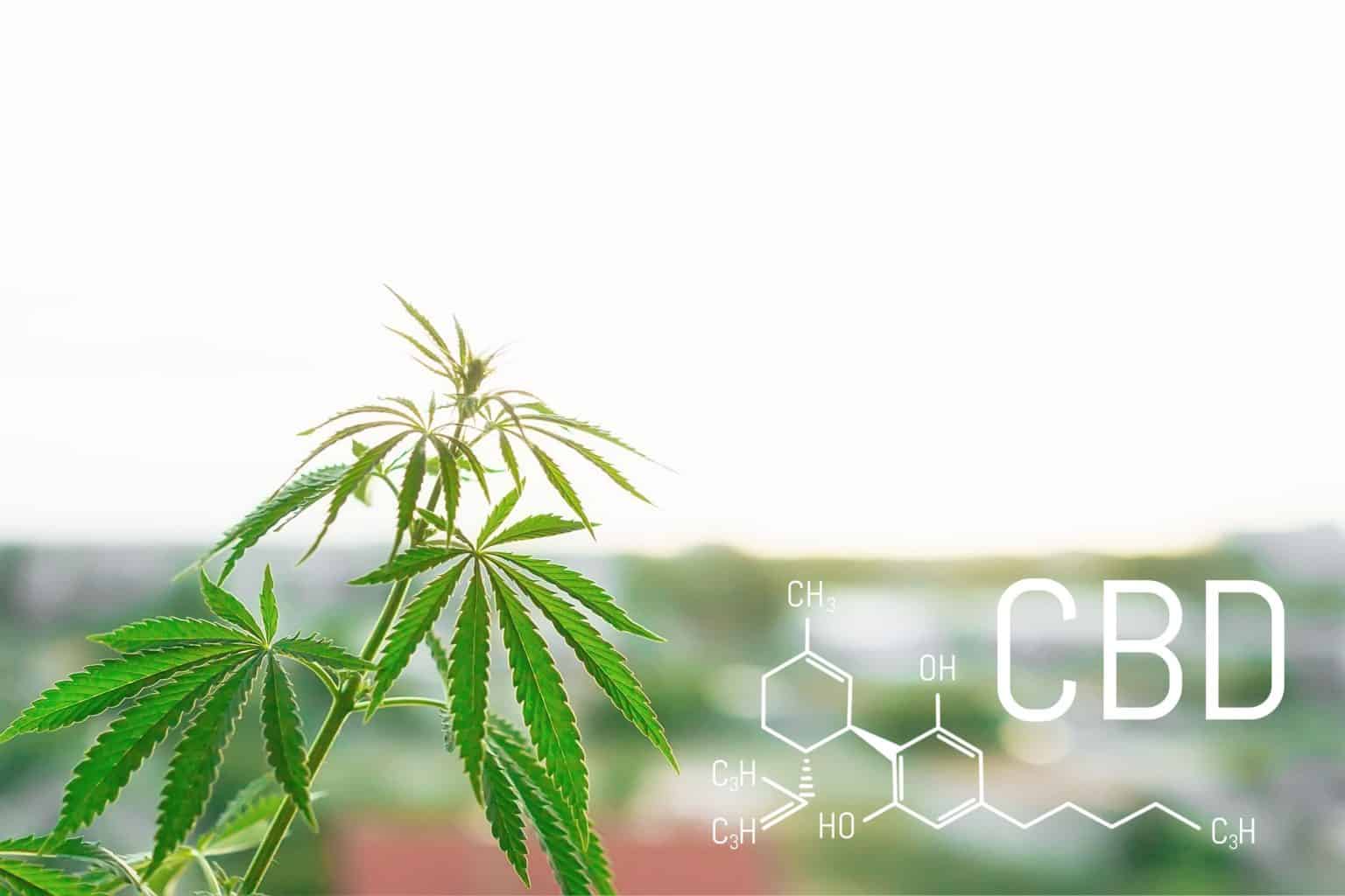 Can CBD Oil Cause Headaches? Here’s When, and Why!
