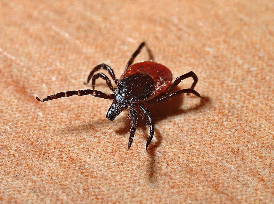 image of a black-legged tick