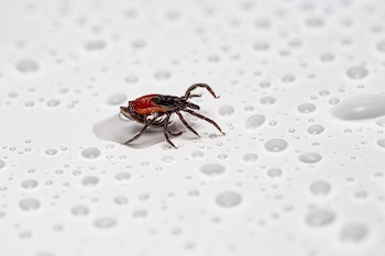 symptoms of tick-borne diseases