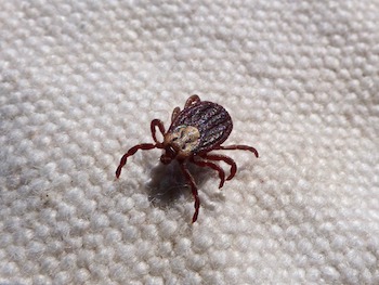 tick borne diseases in humans featured