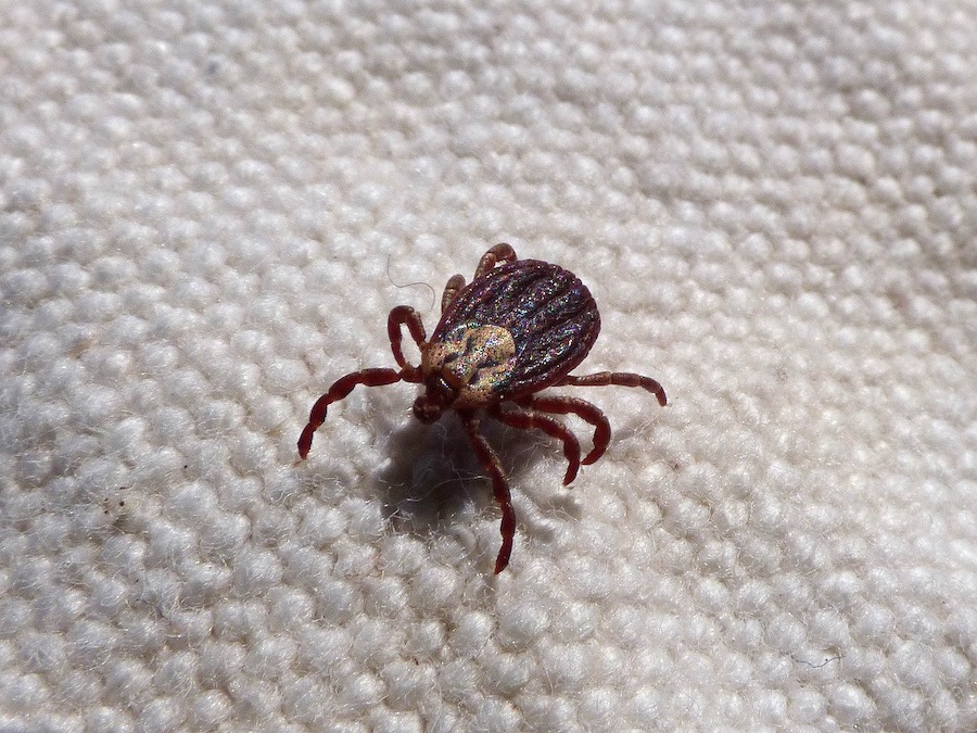 tick-borne diseases in humans