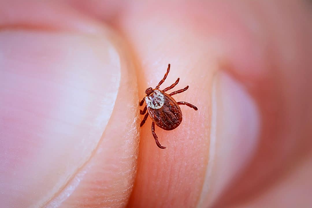 TICK-BORNE DISEASES AND LYME DISEASE - Prescription Hope