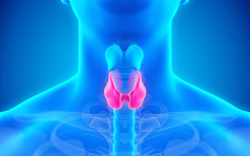 Function of the Thyroid Gland