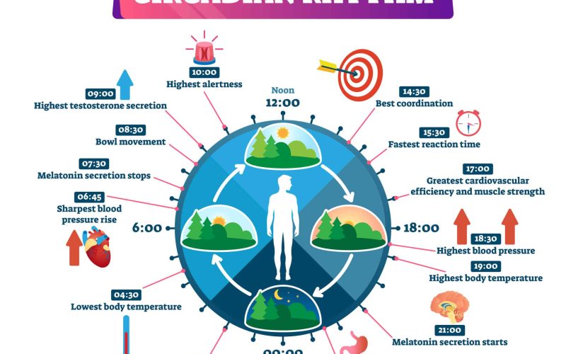 Circadian rhythm vector illustration. Labeled educational day cycle scheme. Daily human body inner regulation schedule. Natural sleep-wake biological process explanation and chronobiology infographic.