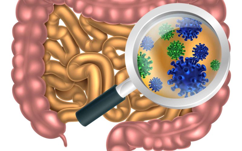 Magnifying glass focused on the human digestive system, digestive tract or alimentary canal showing bacteria or virus cells. Could be good bacteria or gut flora such as that encouraged by pro biotic products and foods