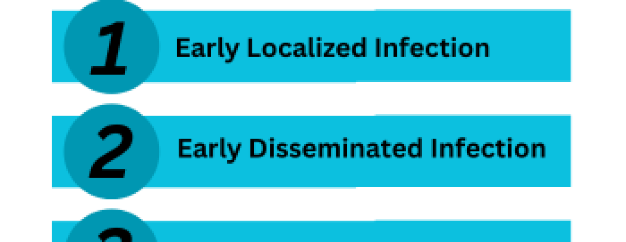 stages of lyme disease