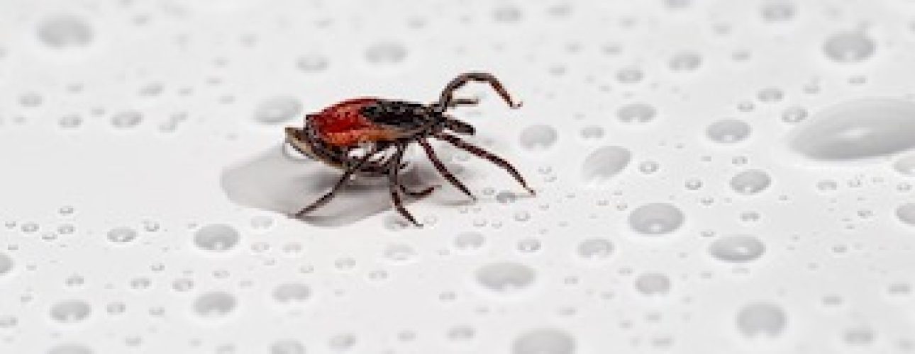 symptoms of tick-borne diseases