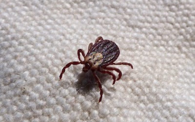 tick borne diseases in humans featured