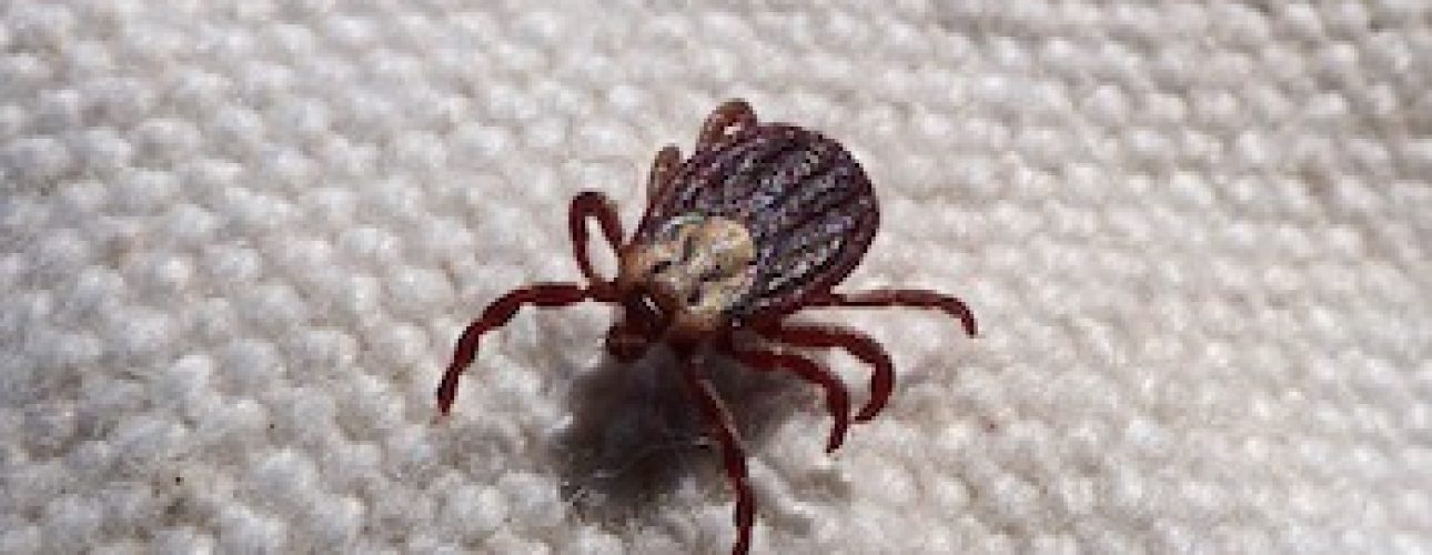 tick borne diseases in humans featured